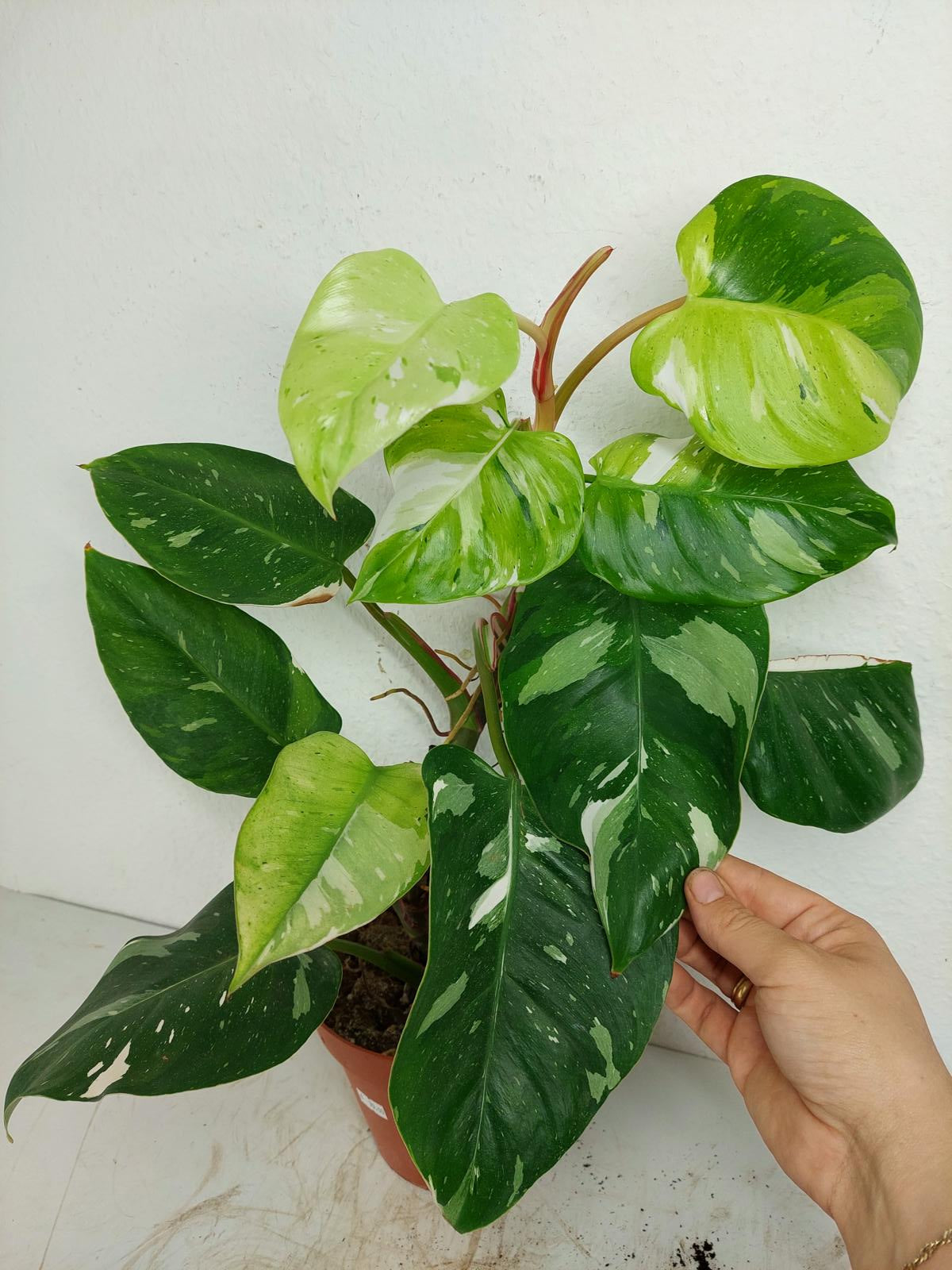 Philodendron White Princess Aurea Tricolor