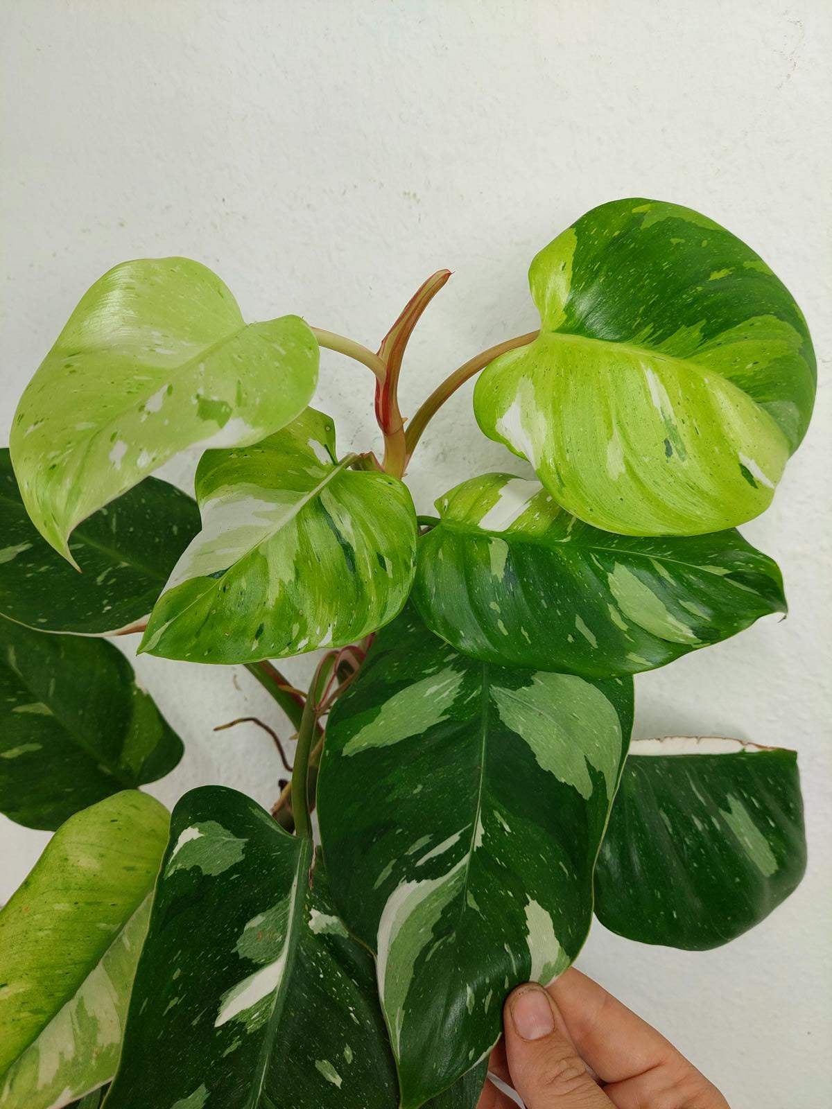 Philodendron White Princess Aurea Tricolor