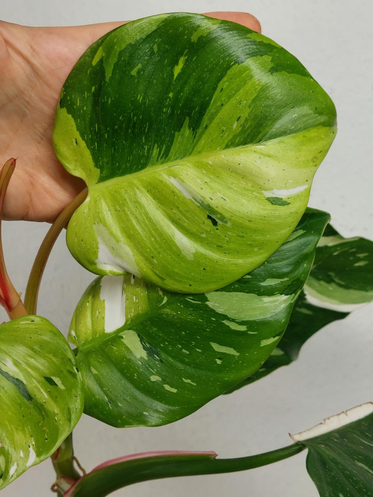 Philodendron White Princess Aurea Tricolor