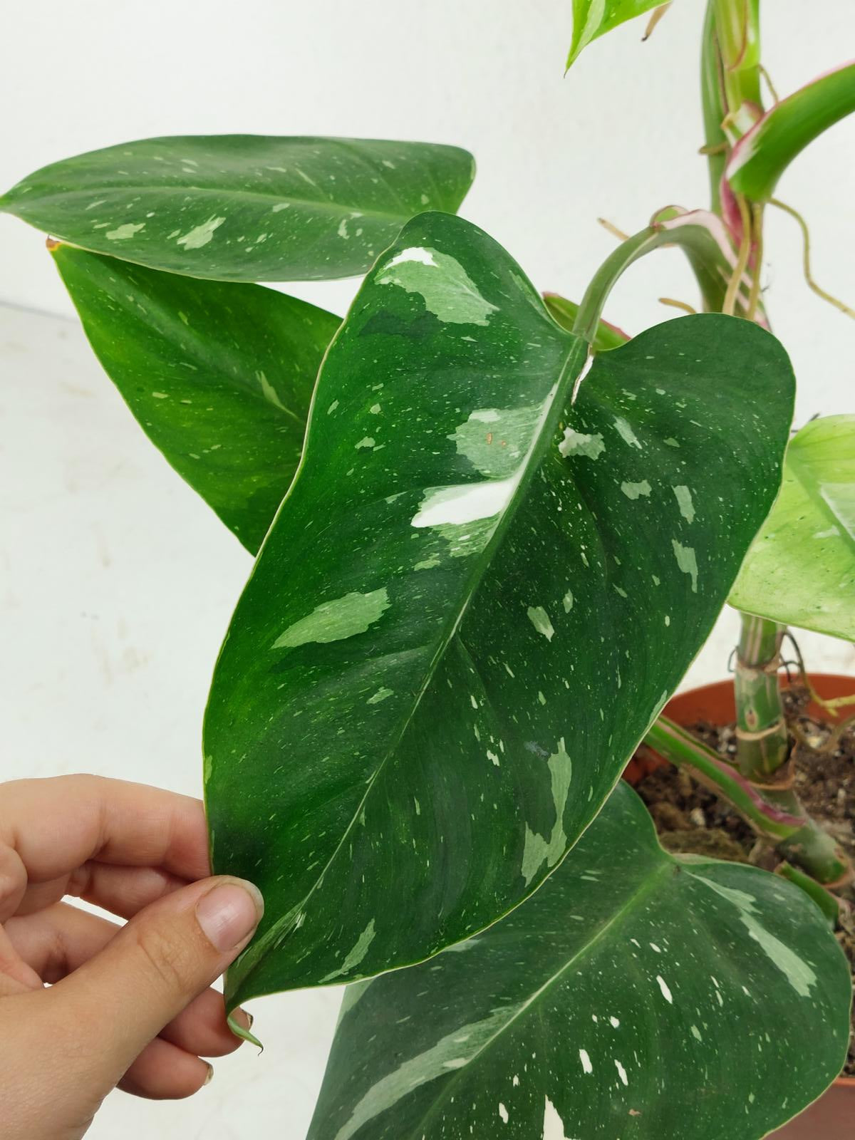 Philodendron White Princess Aurea Tricolor