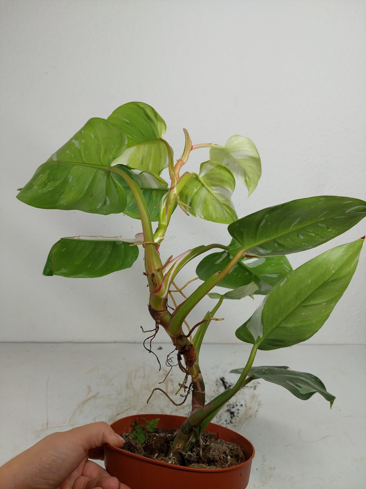 Philodendron White Princess Aurea Tricolor