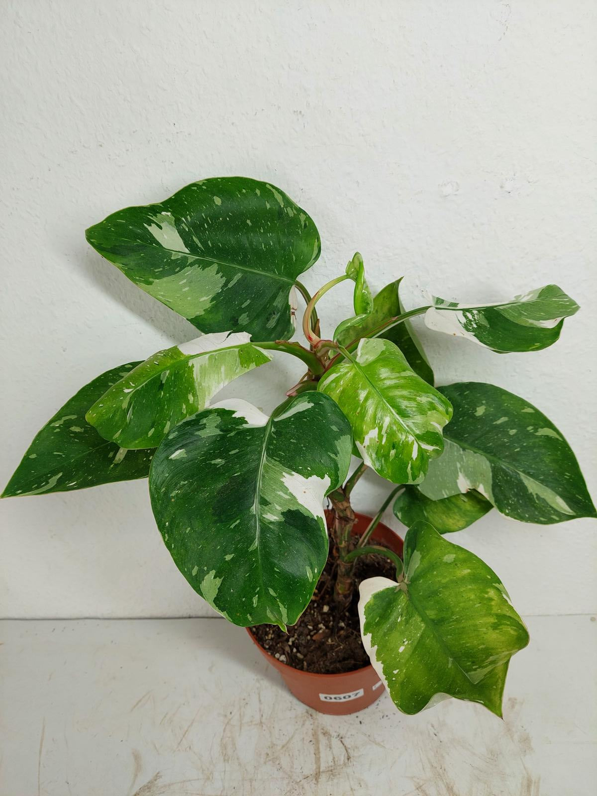 Philodendron White Princess Aurea Tricolor