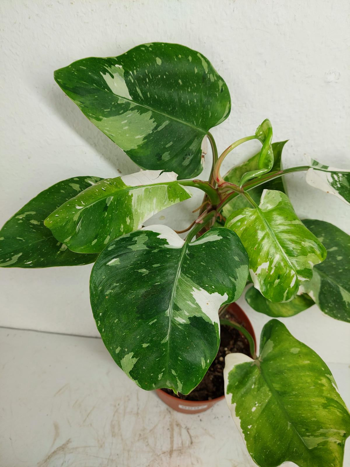 Philodendron White Princess Aurea Tricolor