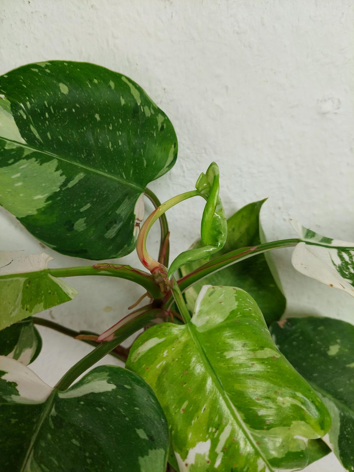 Philodendron White Princess Aurea Tricolor
