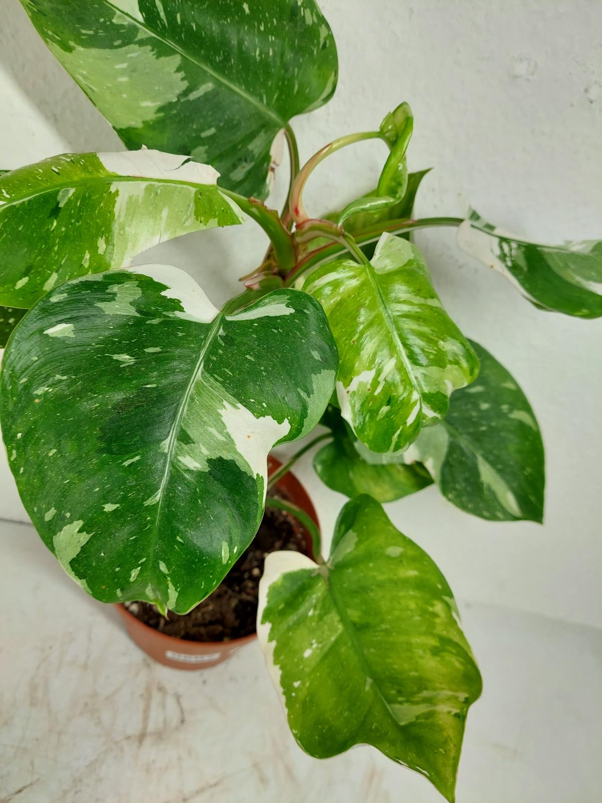Philodendron White Princess Aurea Tricolor