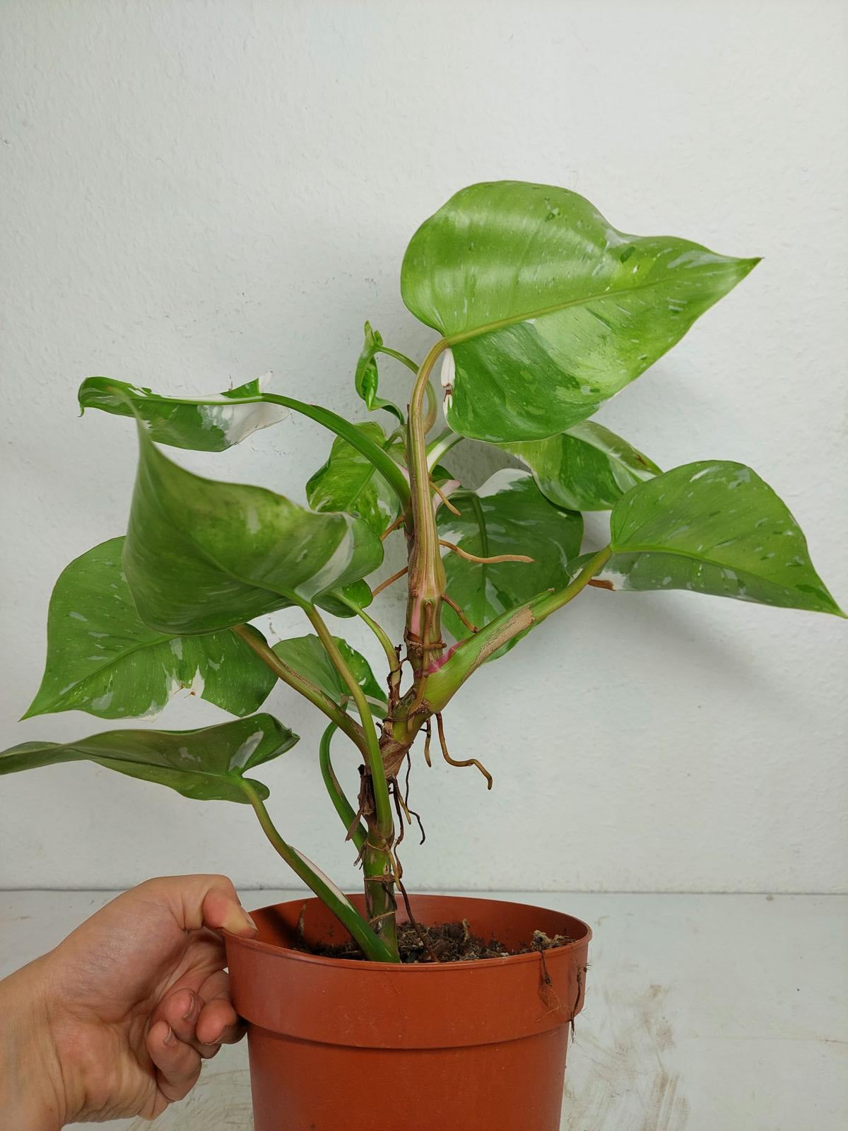 Philodendron White Princess Aurea Tricolor