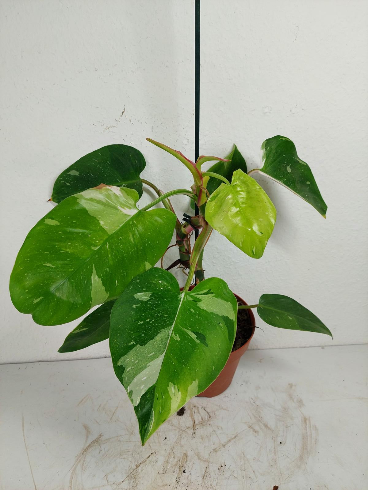Philodendron White Princess Aurea Tricolor