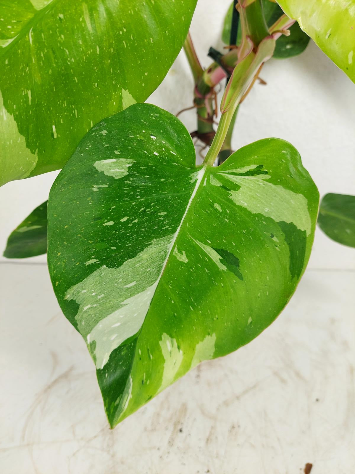 Philodendron White Princess Aurea Tricolor