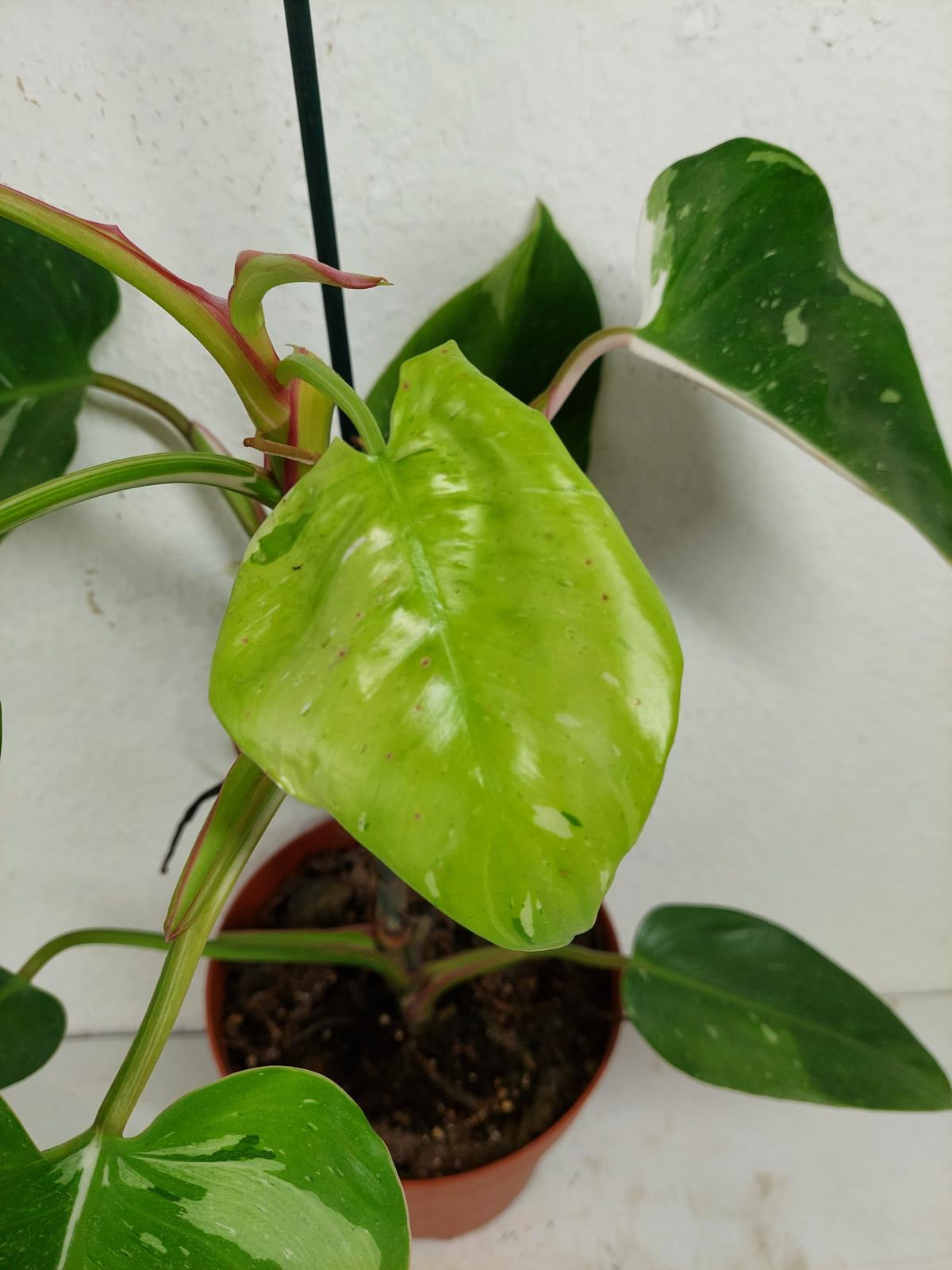 Philodendron White Princess Aurea Tricolor