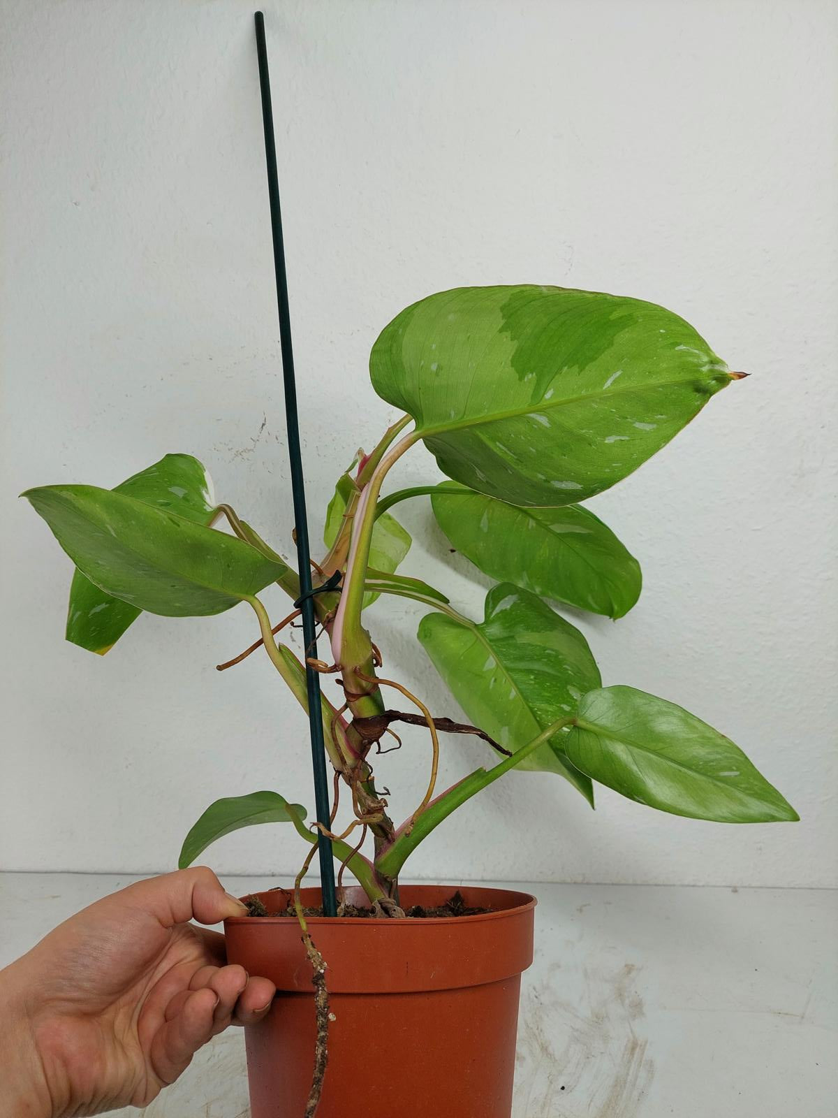 Philodendron White Princess Aurea Tricolor