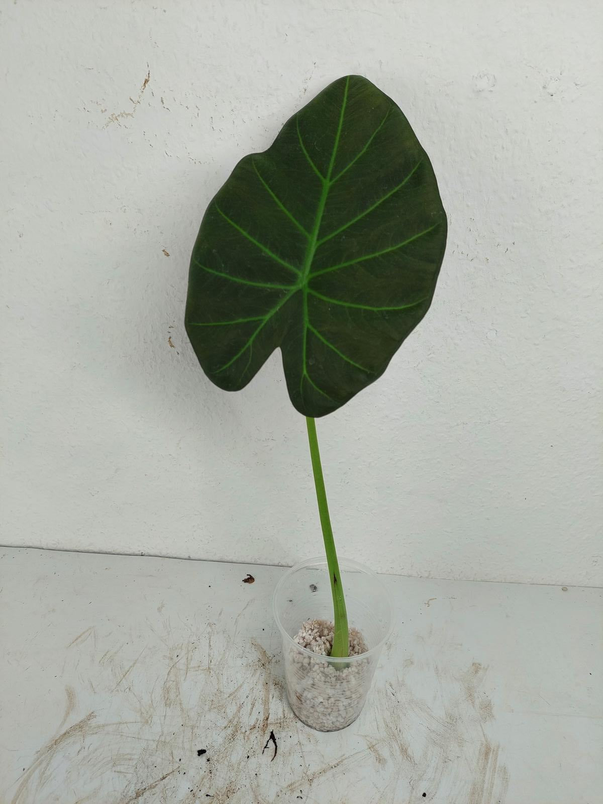 Sad Plants