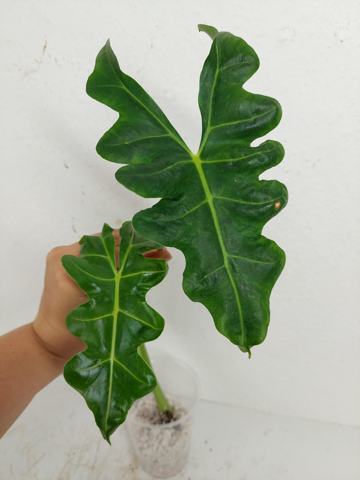 Sad Plants