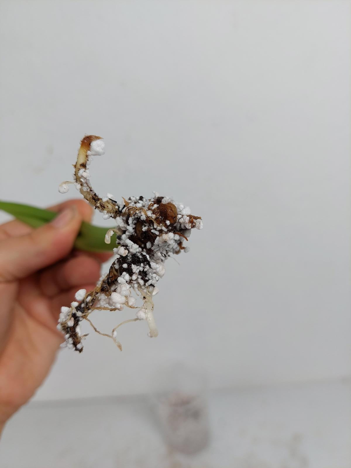 Sad Plants