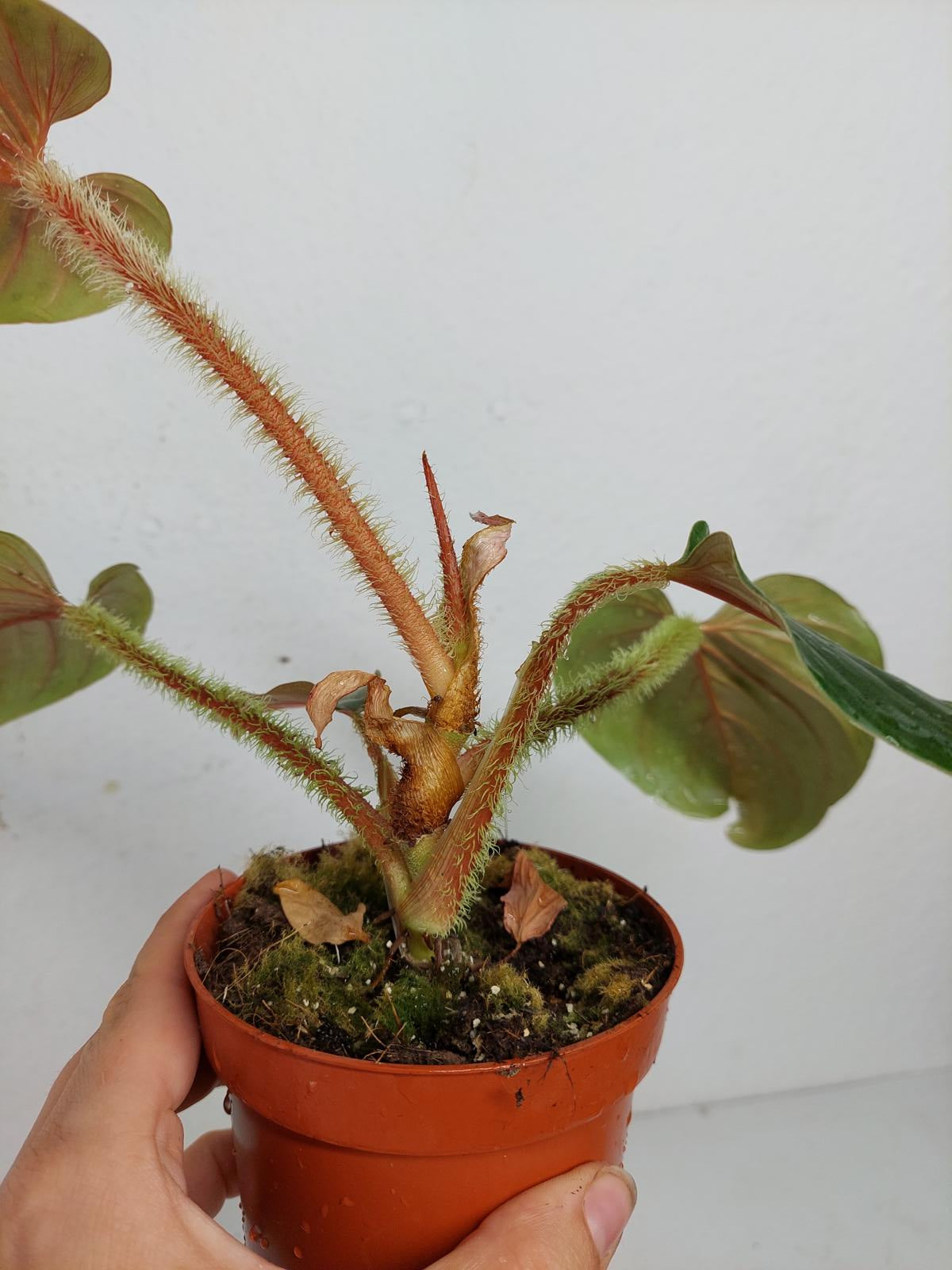 Sad Plants