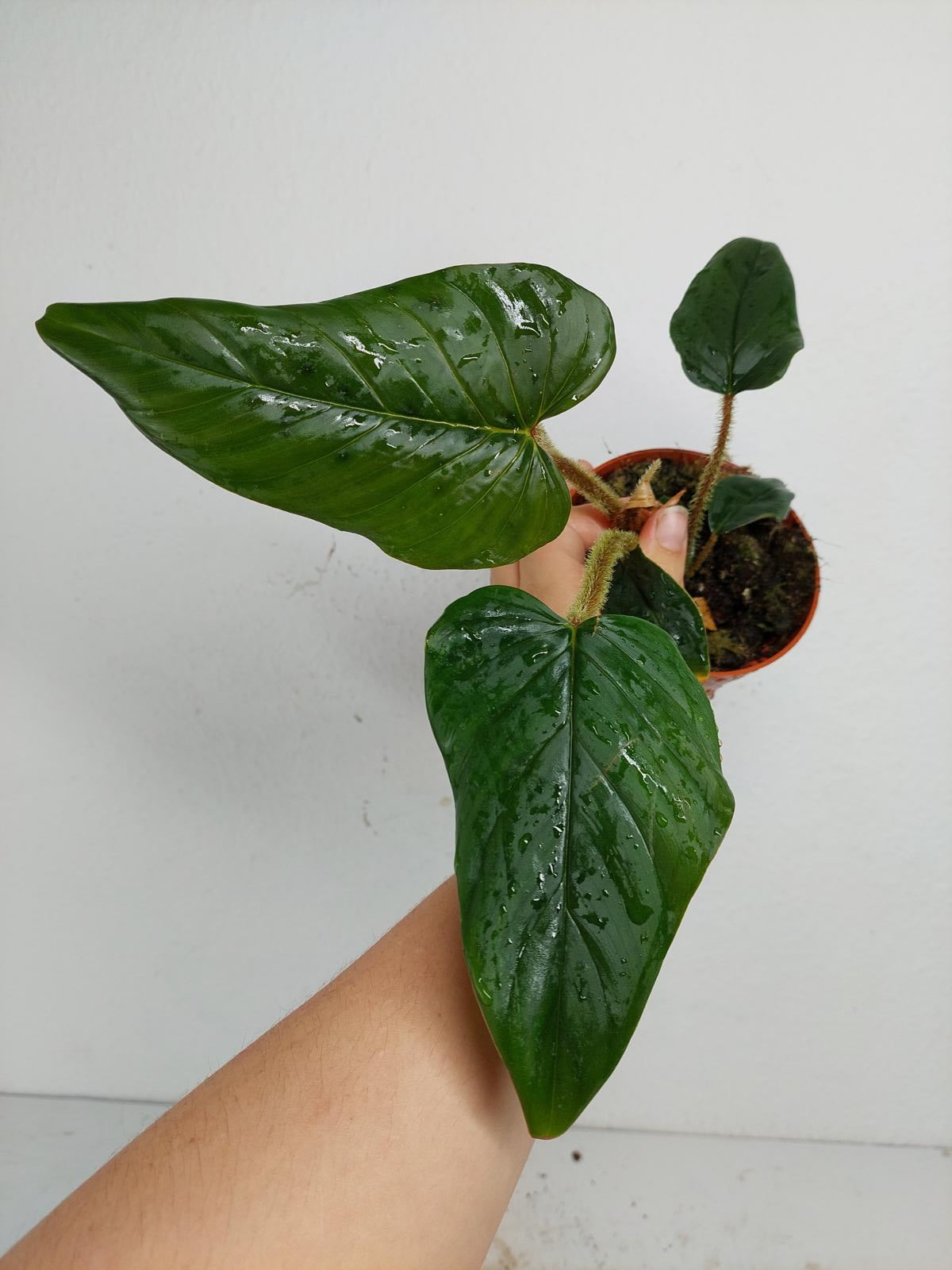 Sad Plants