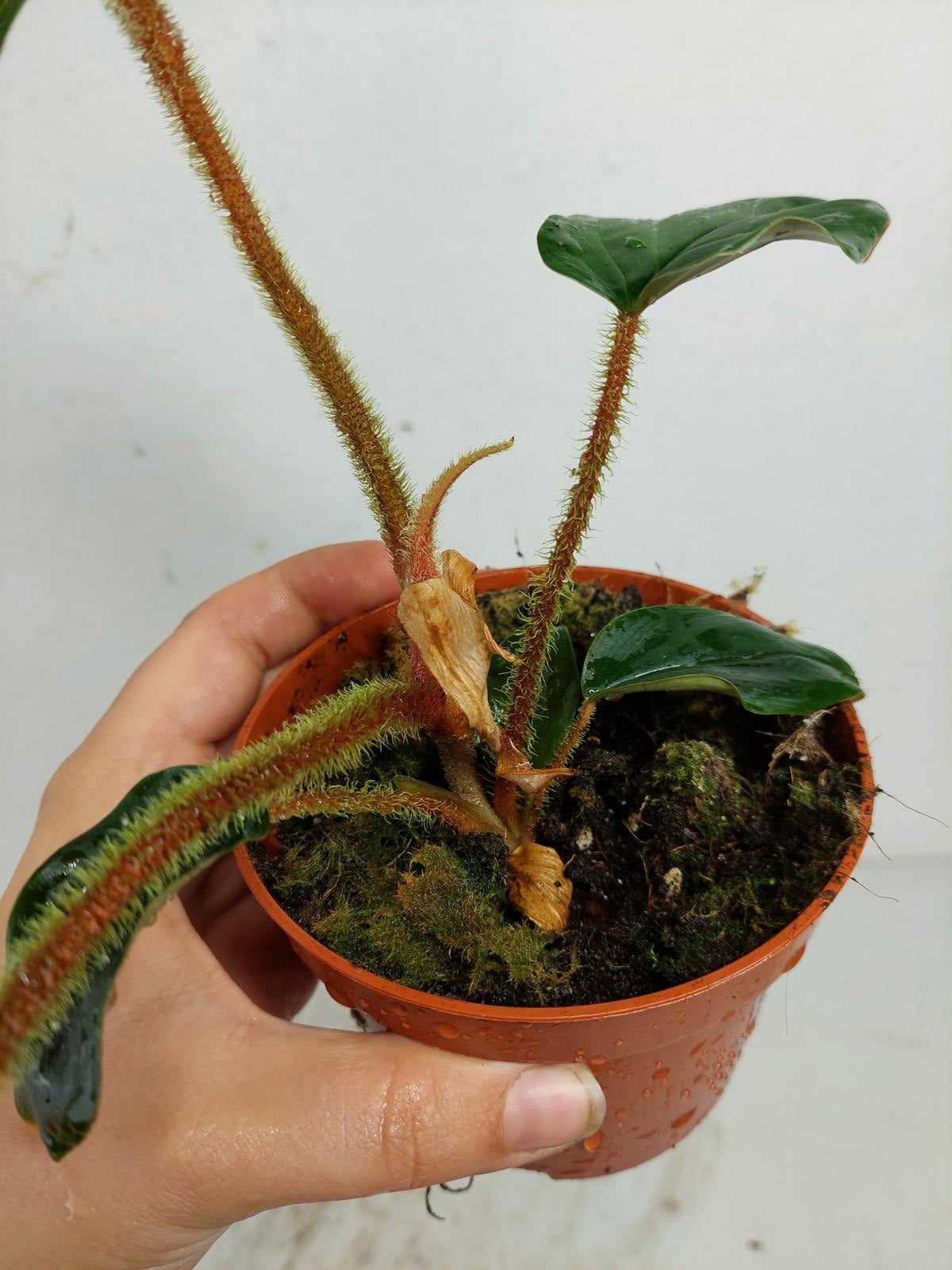 Sad Plants