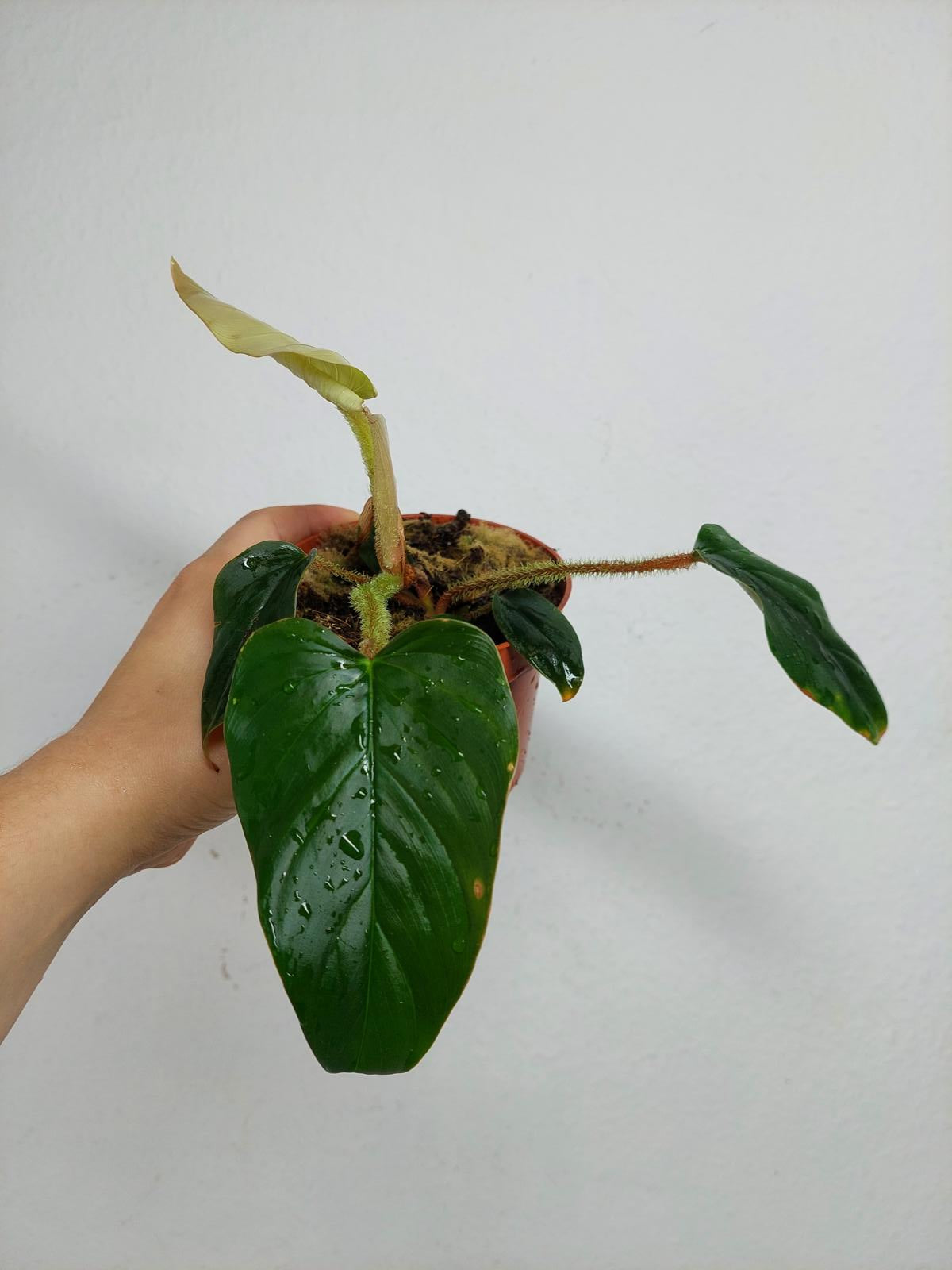 Sad Plants