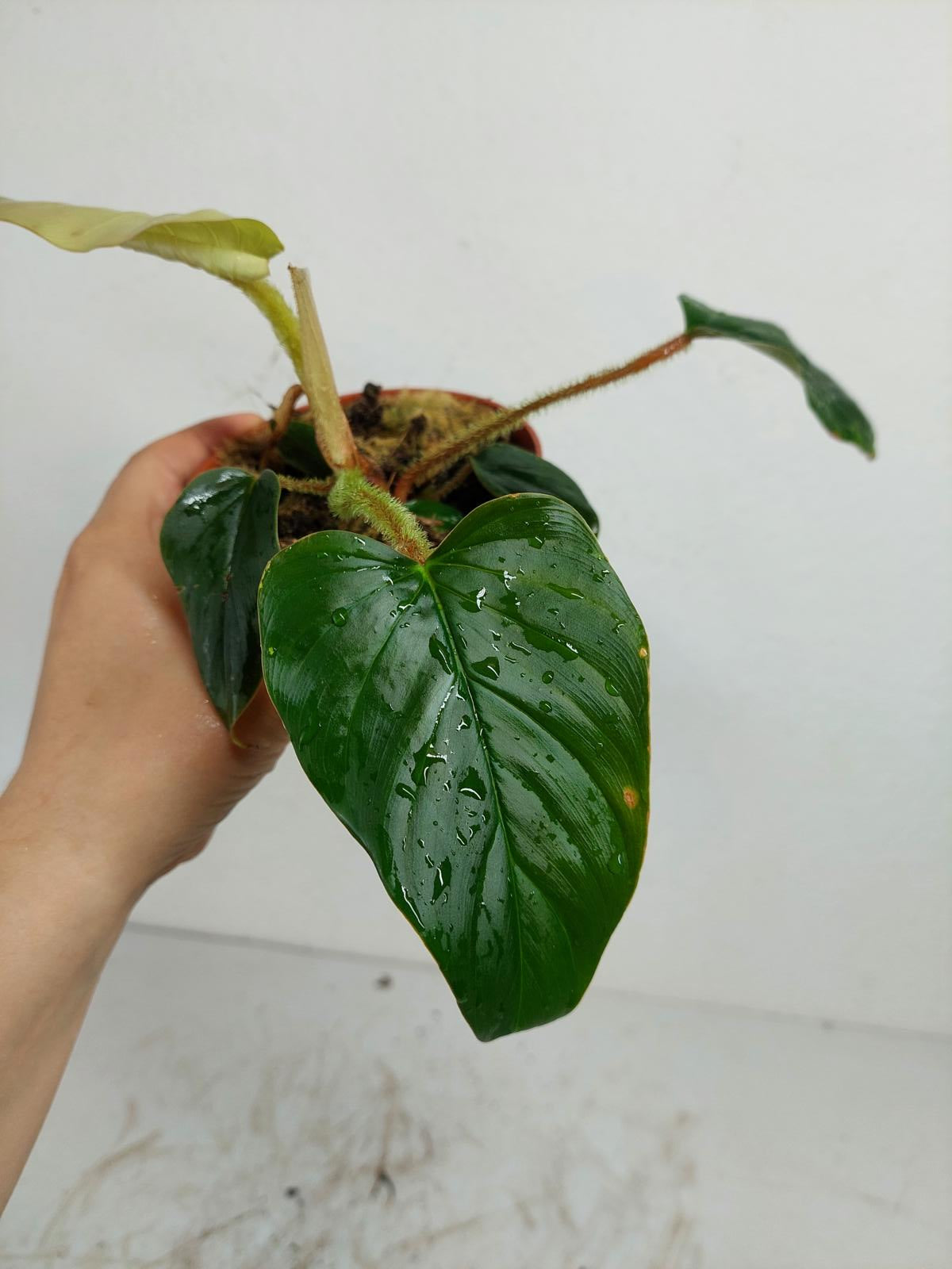 Sad Plants