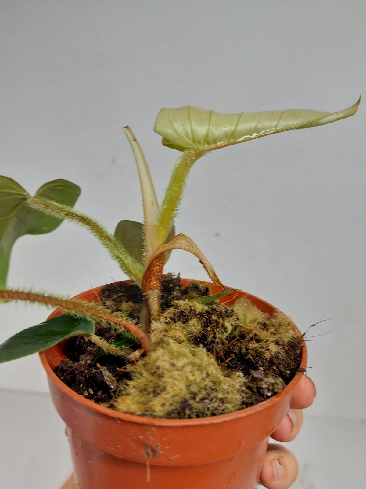 Sad Plants