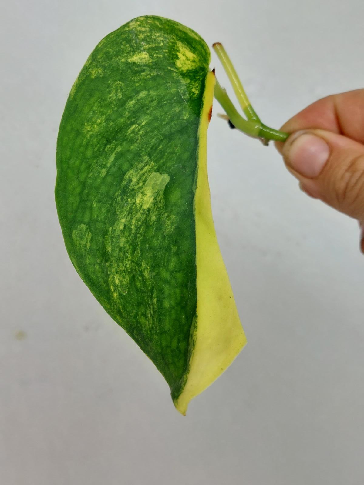 Sad Plants