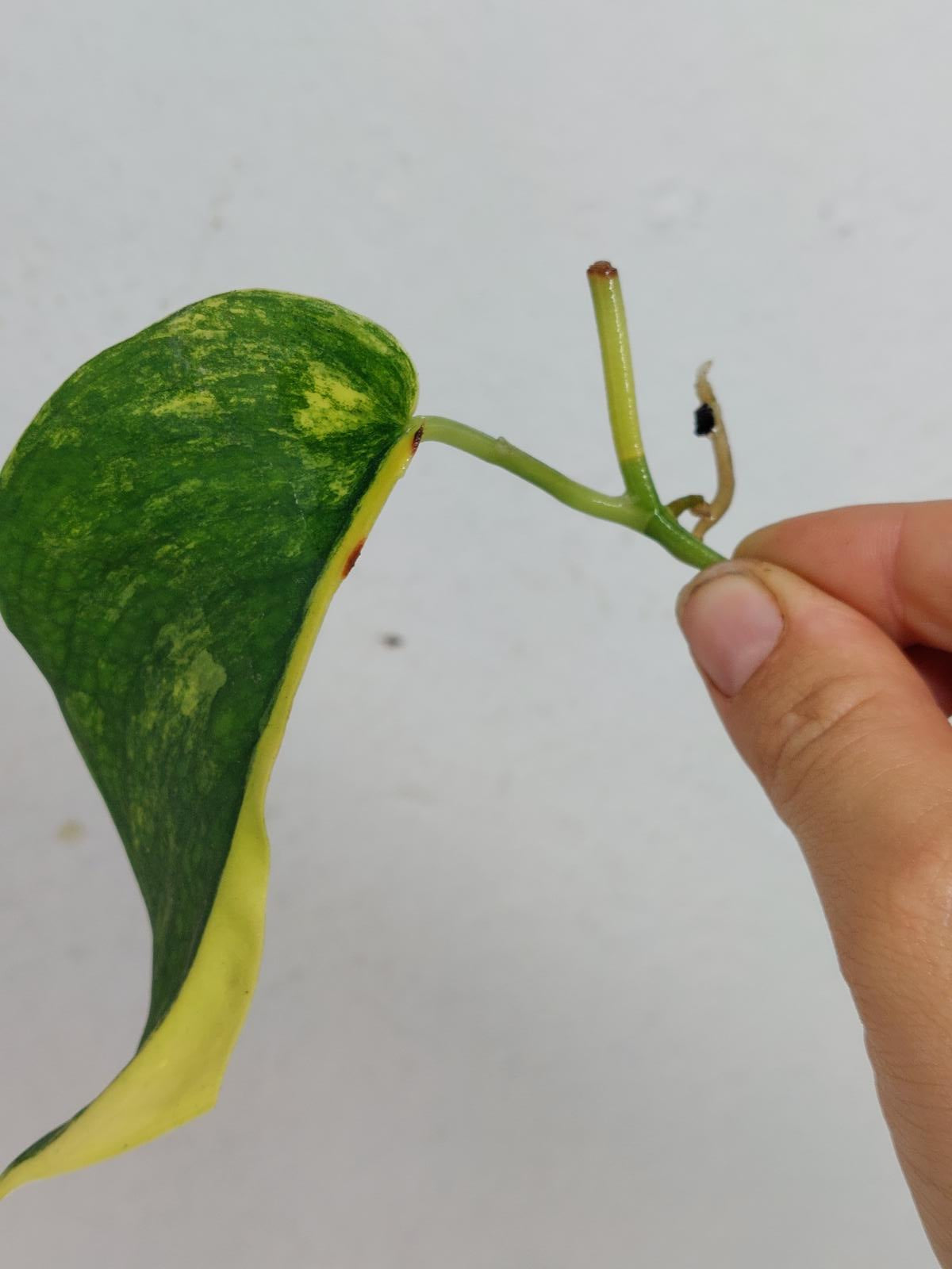 Sad Plants