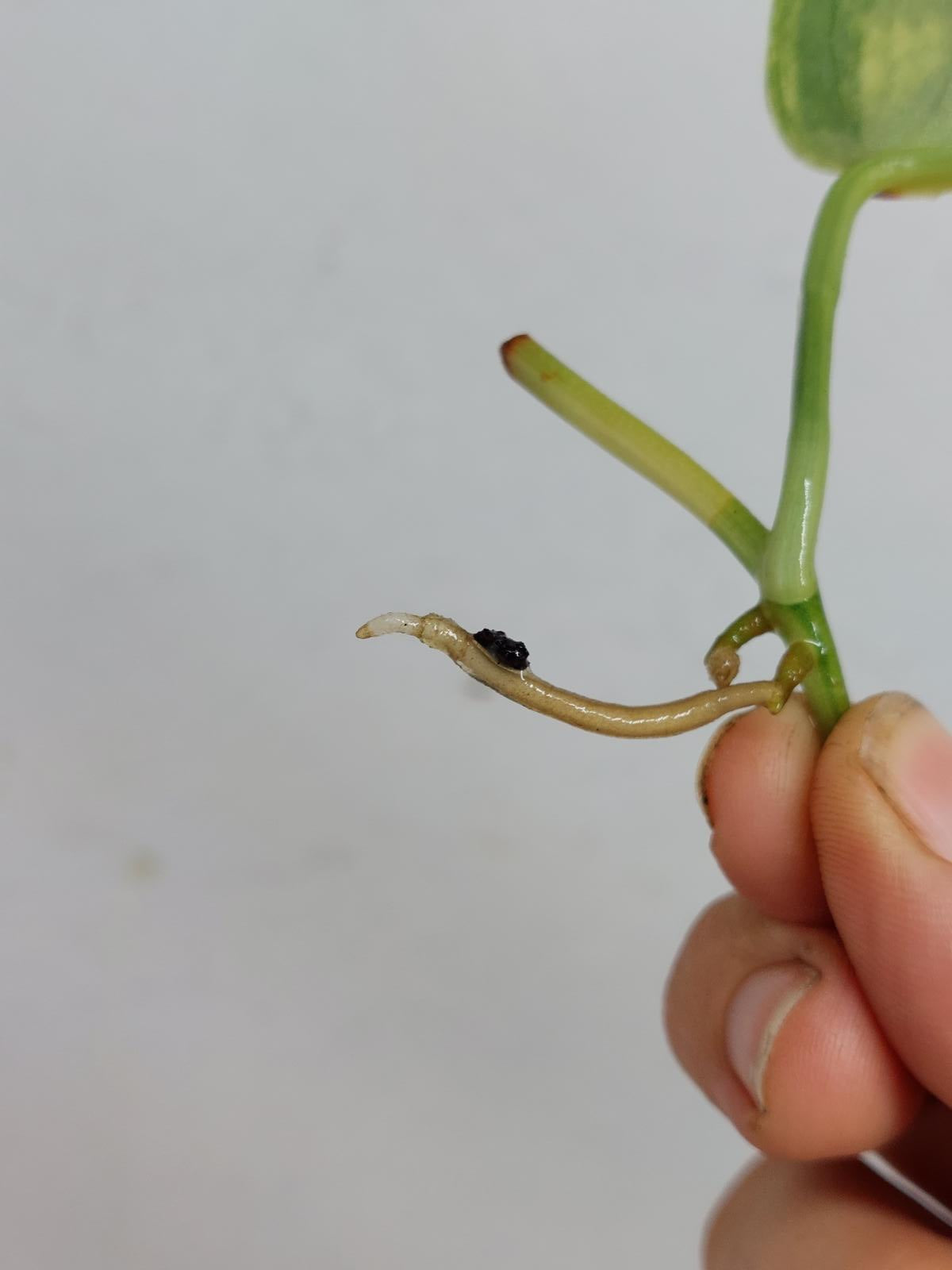 Sad Plants