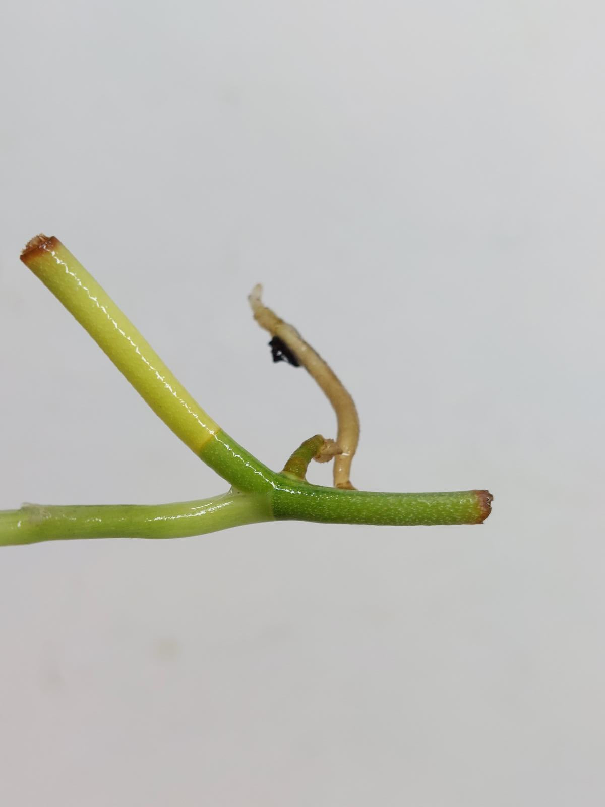 Sad Plants