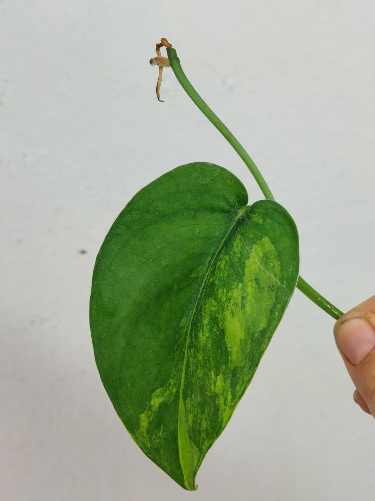 Sad Plants