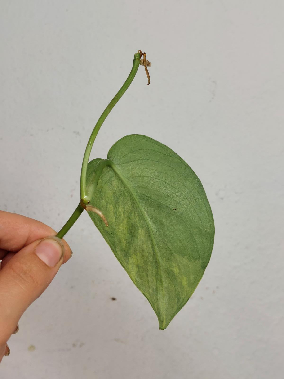 Sad Plants