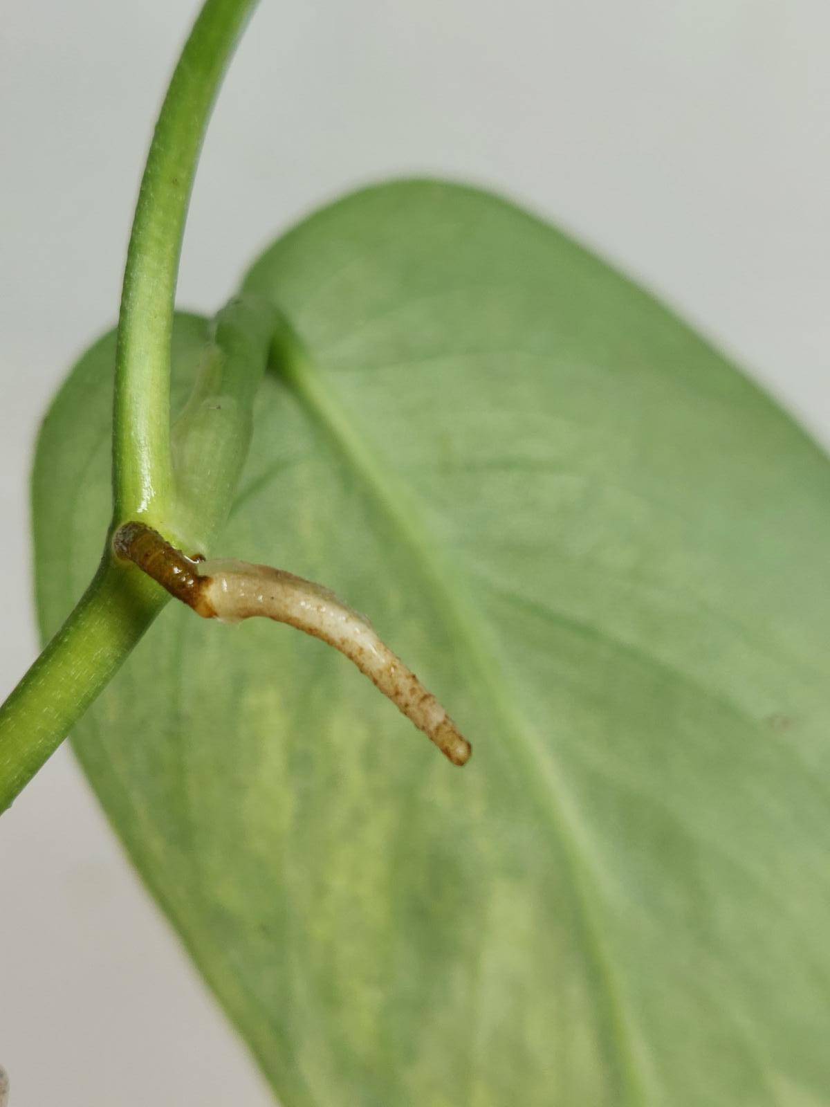 Sad Plants