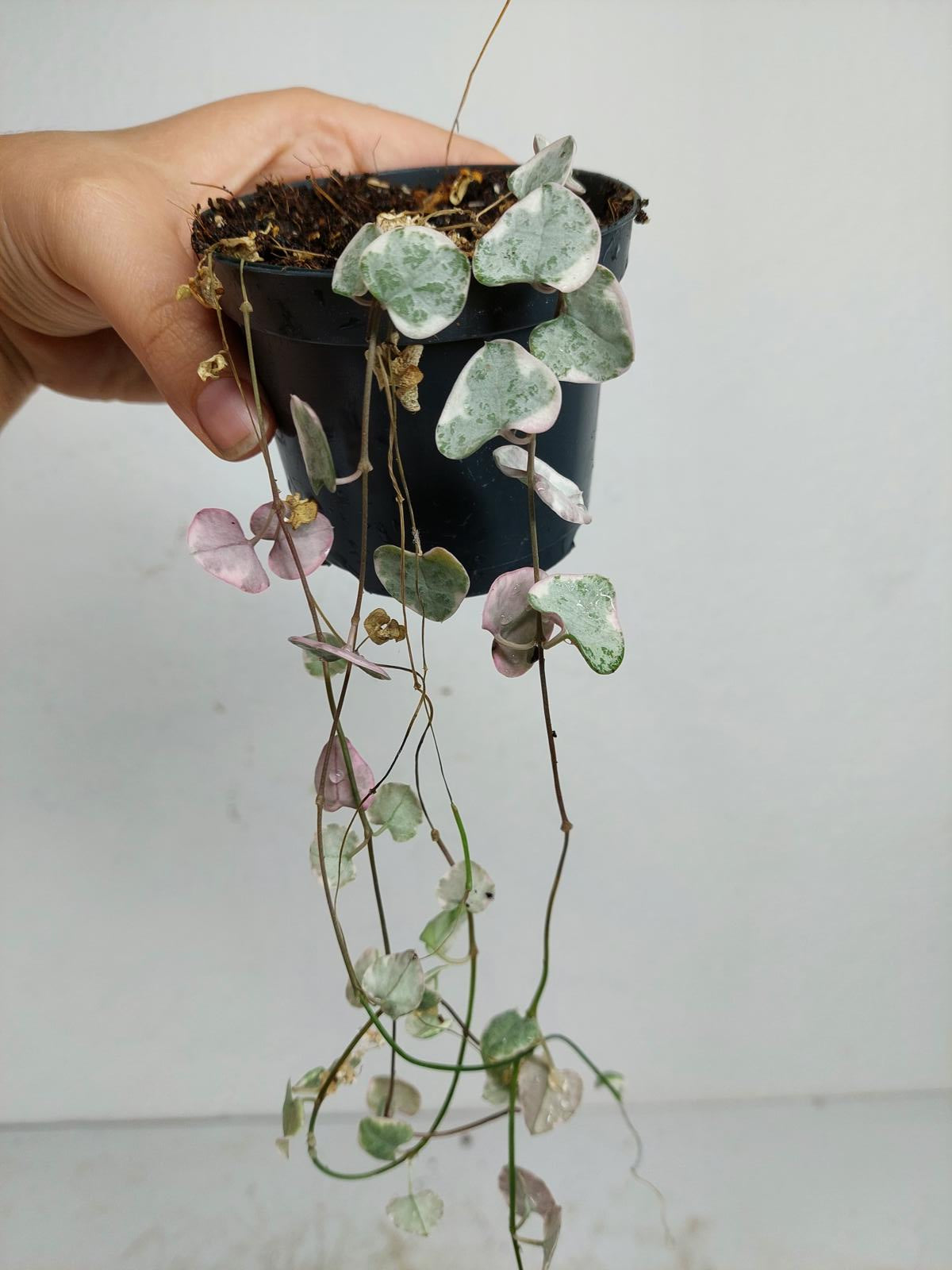 Sad Plants