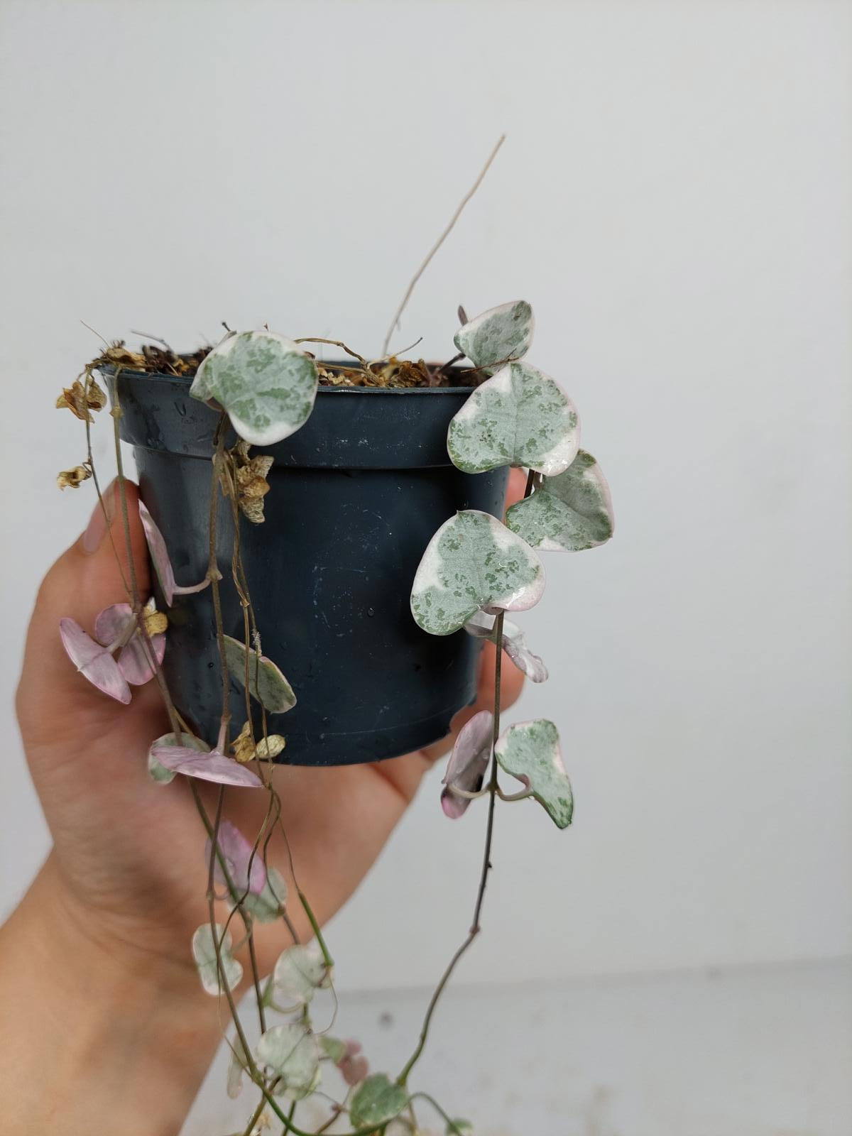 Sad Plants