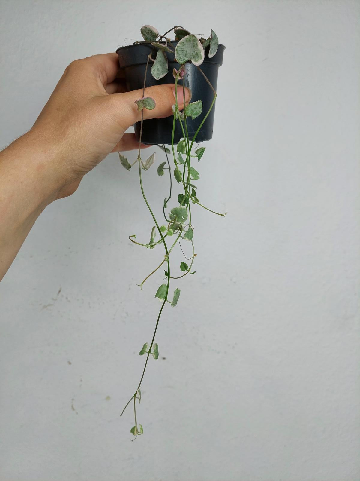 Sad Plants