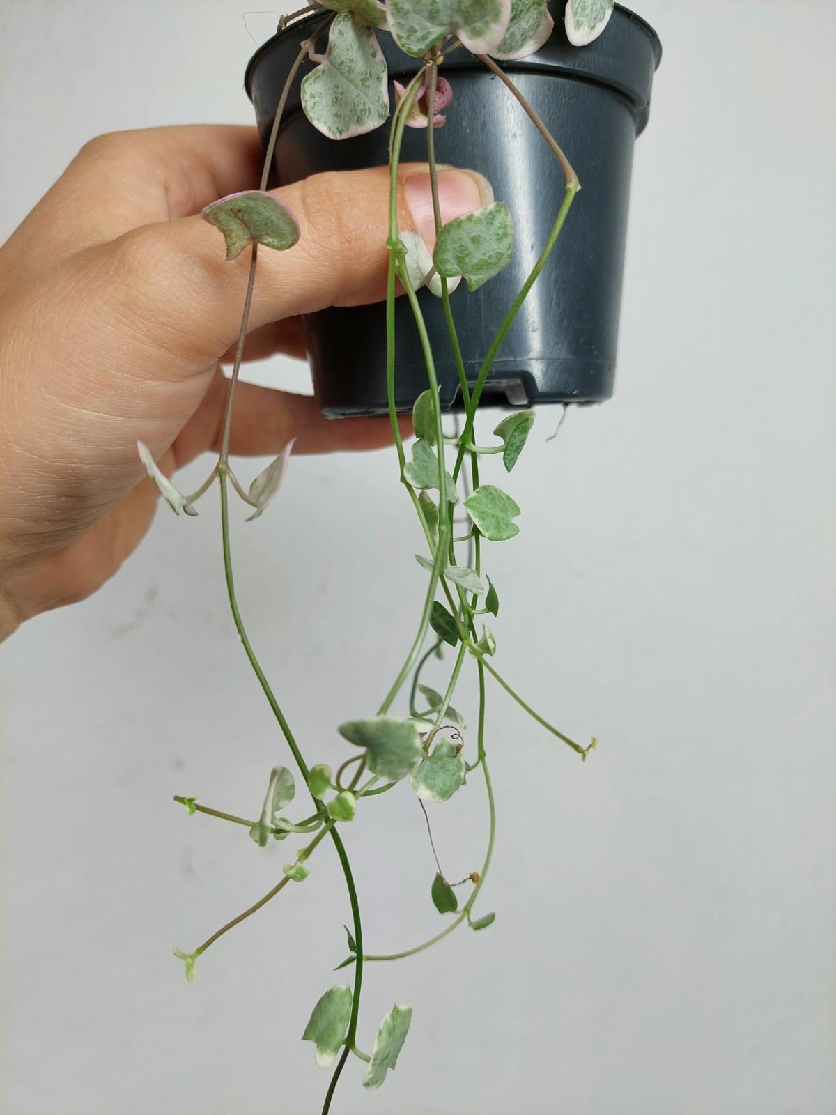Sad Plants