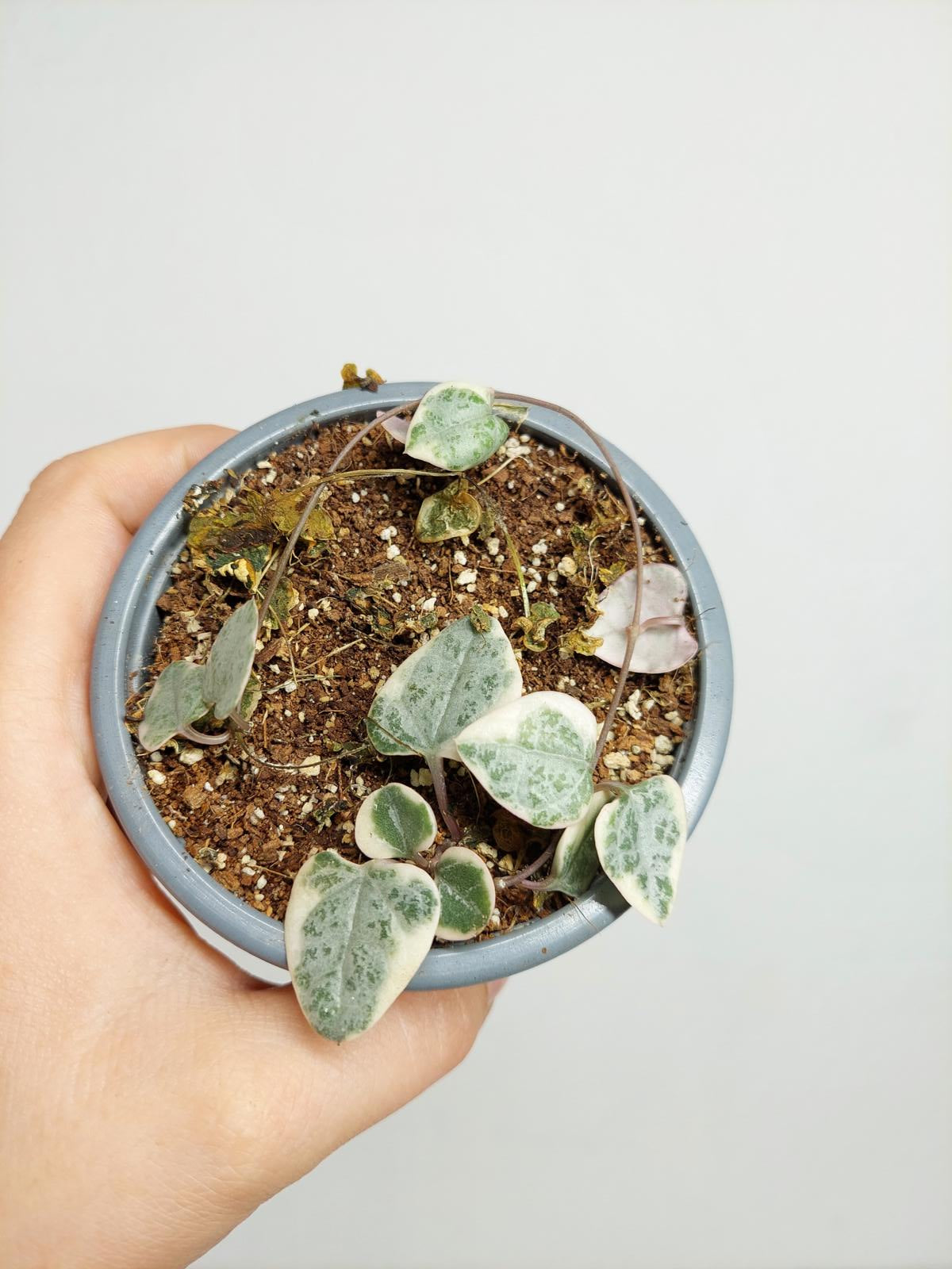 Sad Plants