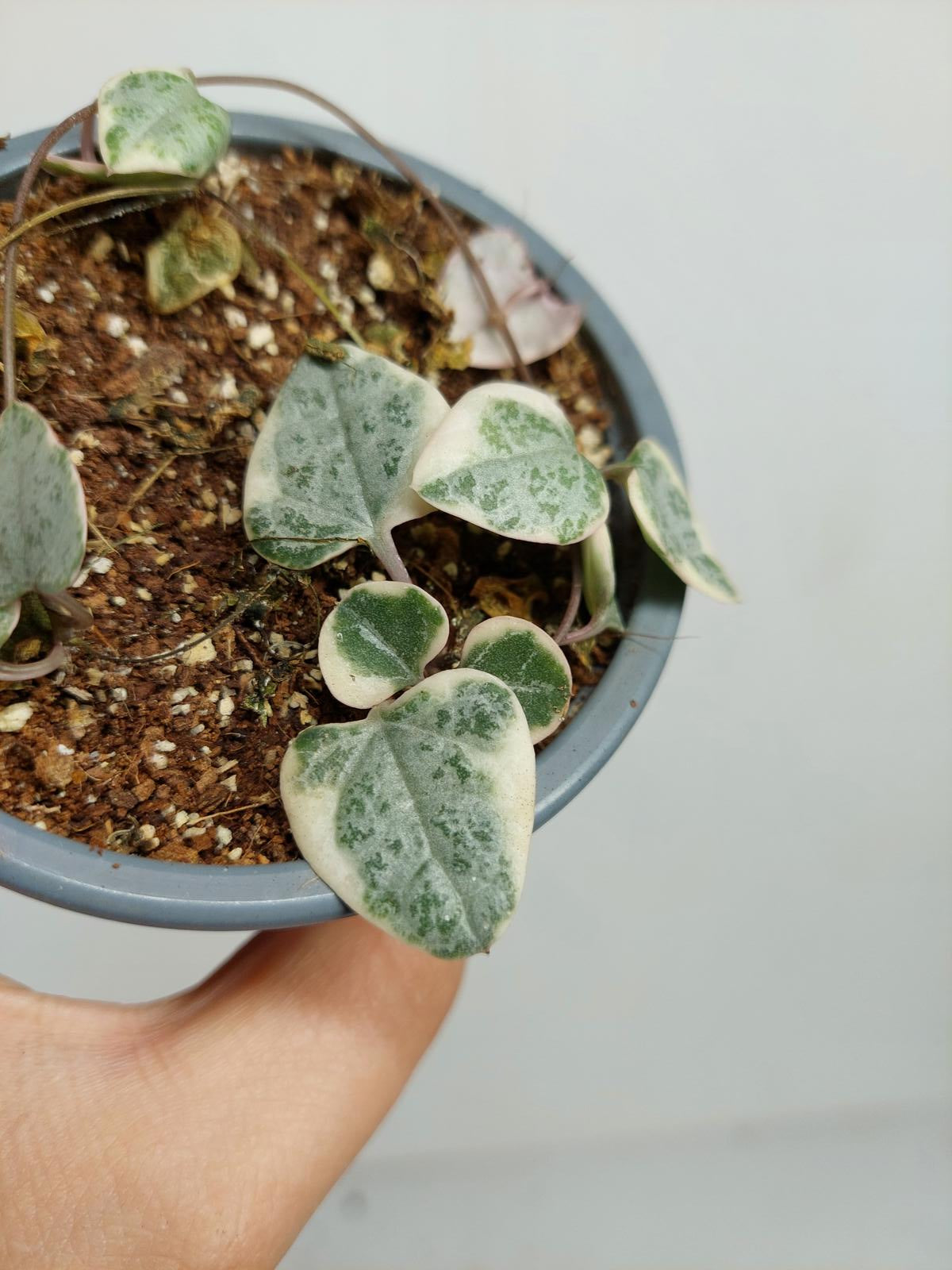 Sad Plants