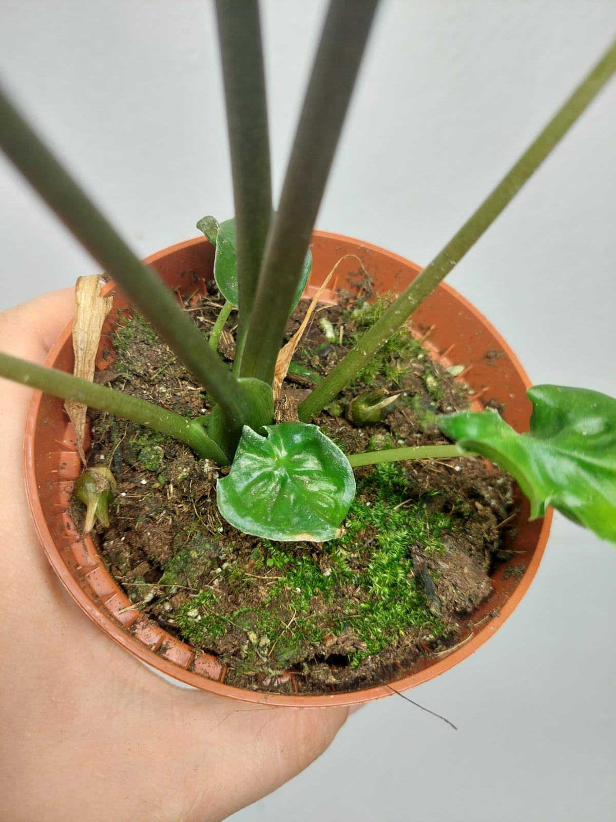 Alocasia Teletubbies (Rhizom / Bulbe)
