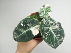 Alocasia Black Velvet Pink Variegata