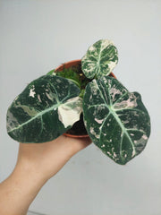 Alocasia Black Velvet Pink Variegata