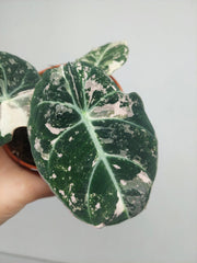 Alocasia Black Velvet Pink Variegata