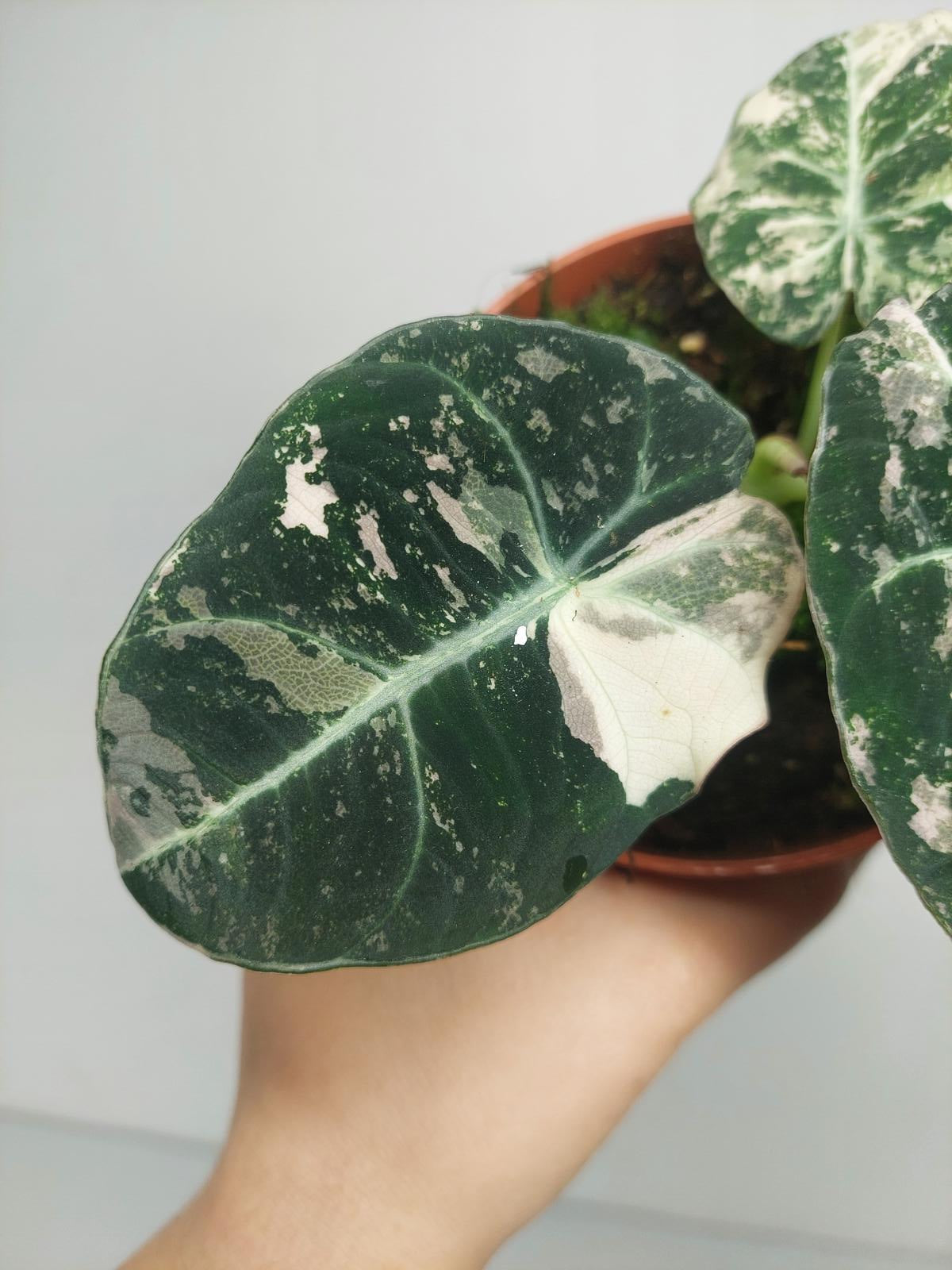 Alocasia Black Velvet Pink Variegata