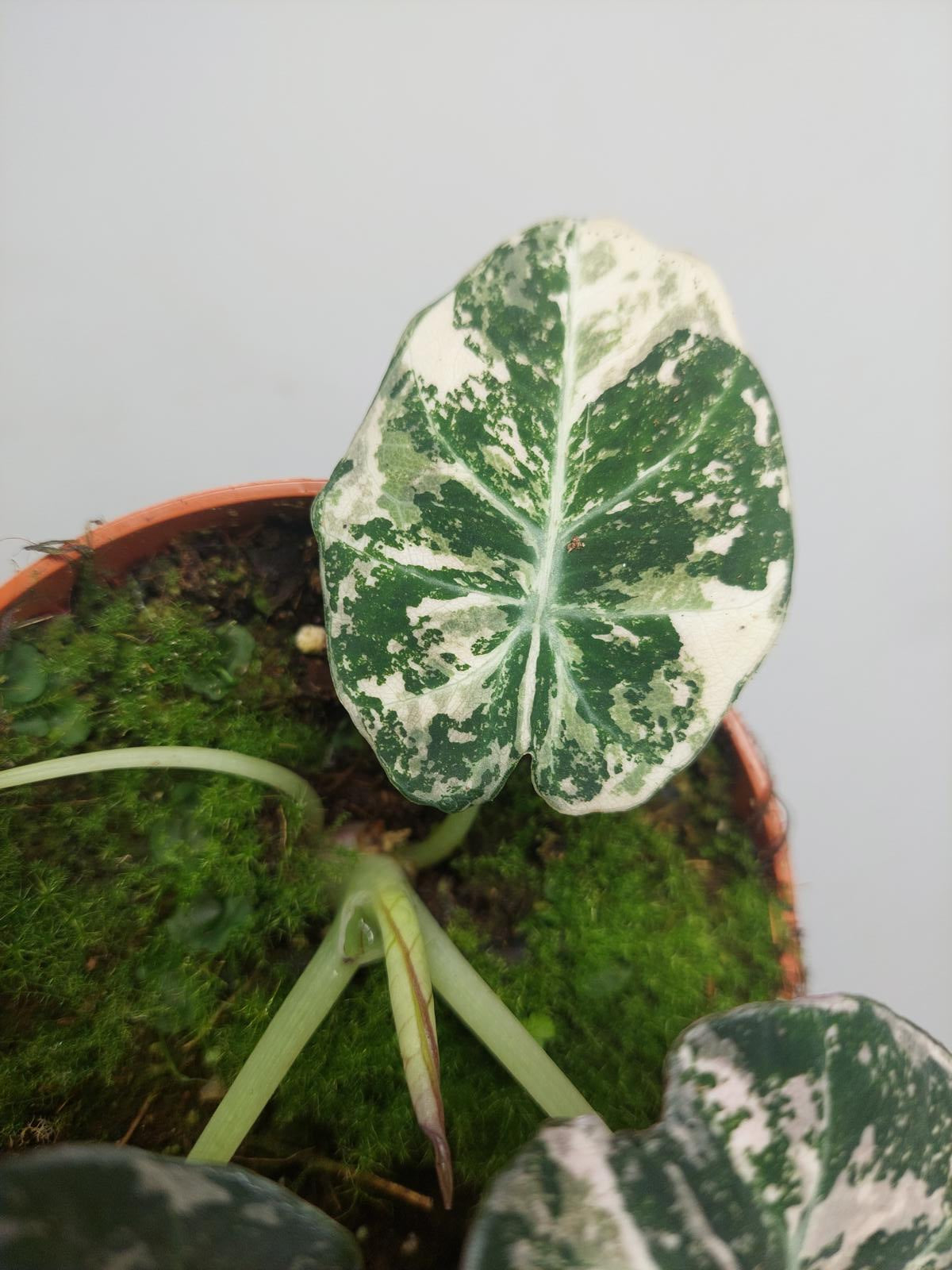 Alocasia Black Velvet Pink Variegata
