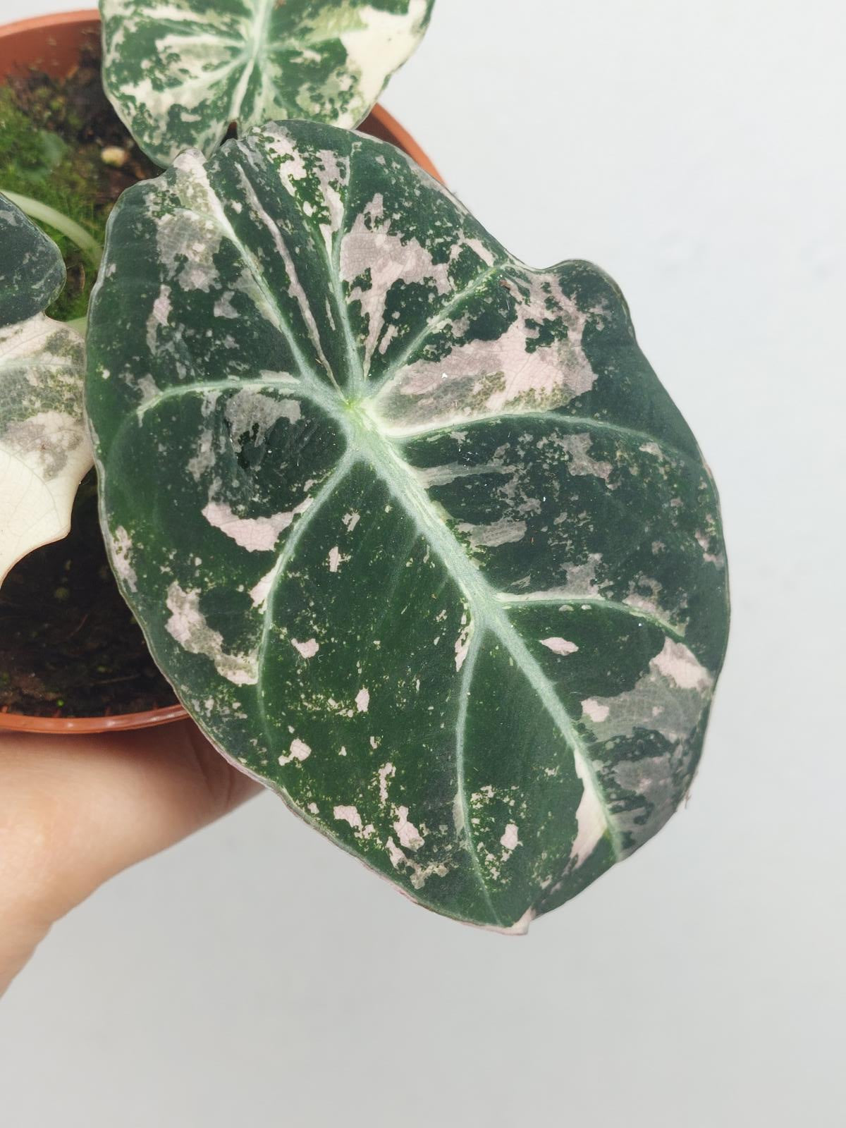Alocasia Black Velvet Pink Variegata