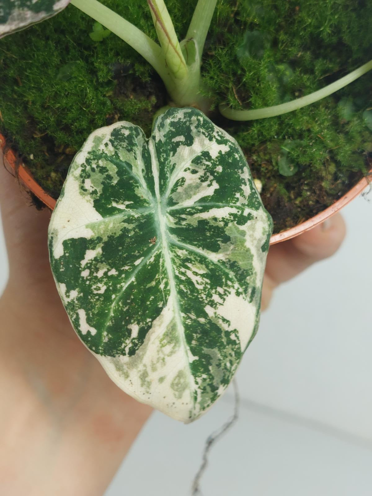 Alocasia Black Velvet Pink Variegata