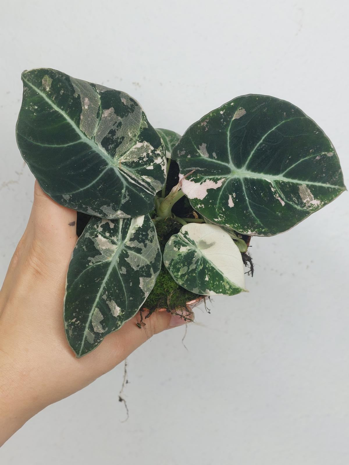 Alocasia Black Velvet Pink Variegata