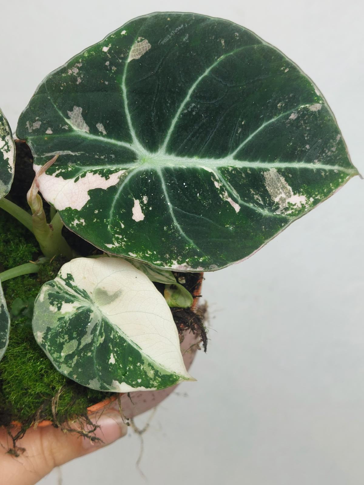 Alocasia Black Velvet Pink Variegata