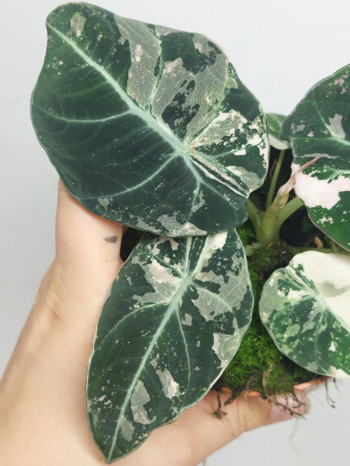 Alocasia Black Velvet Pink Variegata