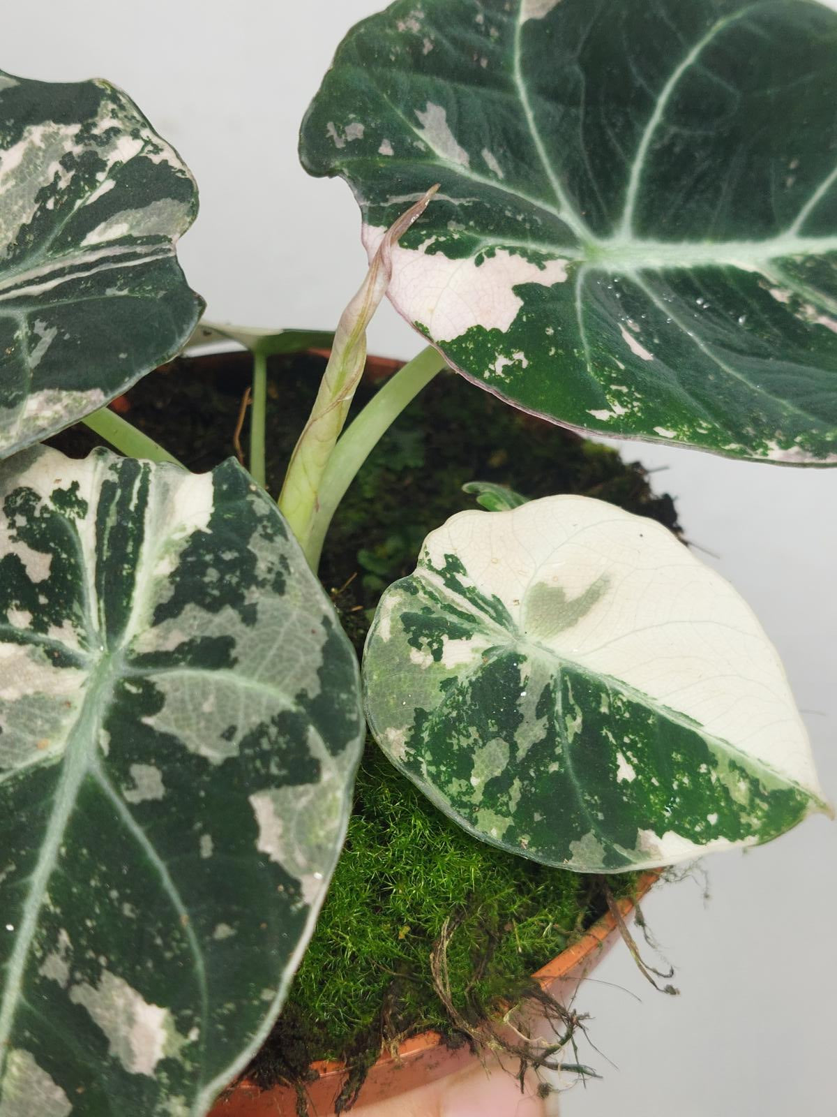 Alocasia Black Velvet Pink Variegata