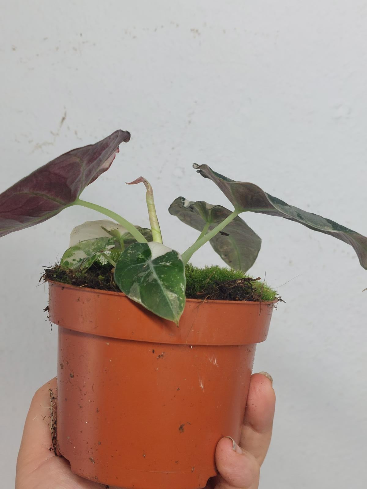 Alocasia Black Velvet Pink Variegata