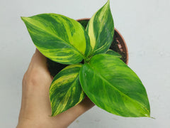 Musa Aurea